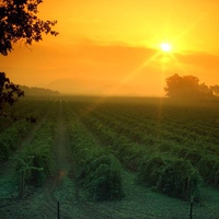 Sunset Over The Fields