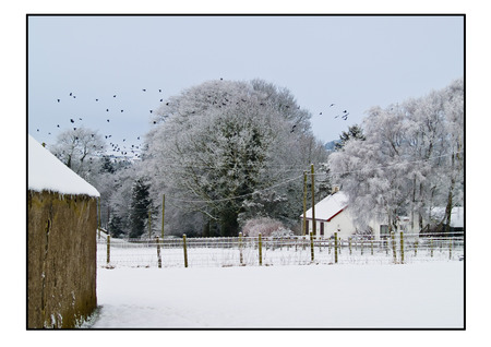 Winter Scene - white, trees, snow, winter, birds