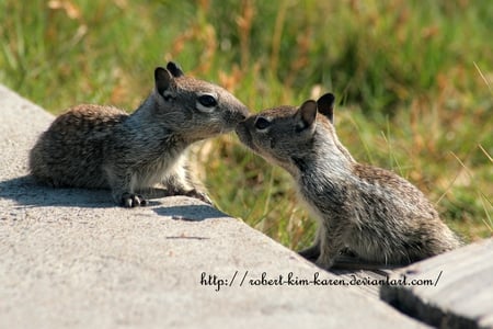 kissing squirrels - squirrels, kissing, furry, gray