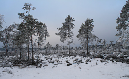 Norwegian winter - snow, winter, norway