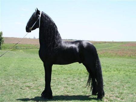 Erwin-Beautifully Conformed - true, horse, wild, beautiful, erwin, perdeprag, friesian, stallions