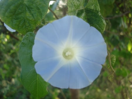 Flower - flowers, blue, leave