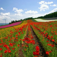 Hokkaido Landscape 3 - HQ