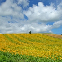 Hokkaido Landscape 12 - HQ