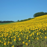 Hokkaido Landscape 24 - HQ