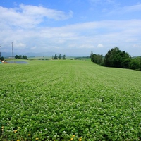 Hokkaido Landscape 32 - HQ