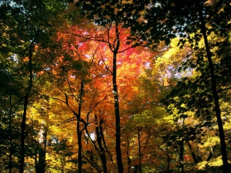 autumn forest