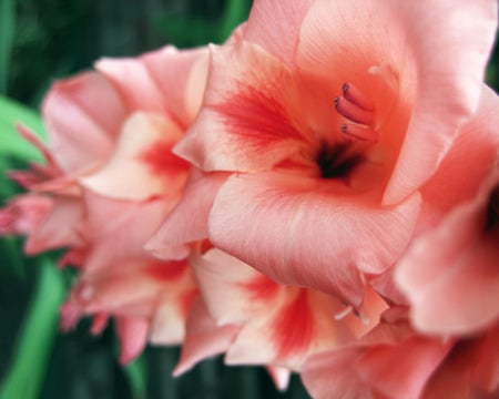 Pink Gladiolus Flowers Close up.jpg - bloom, flower, pink, glad