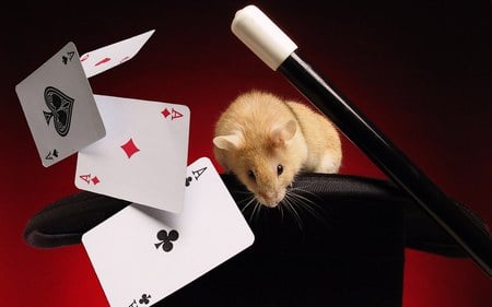 HAMSTER MAGIC - hamster, magic, hat, cards, magicwand