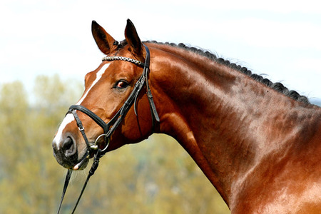 Holsteiner Silhouette - germany, sport horse, horses, german horse, holsteiner, animals