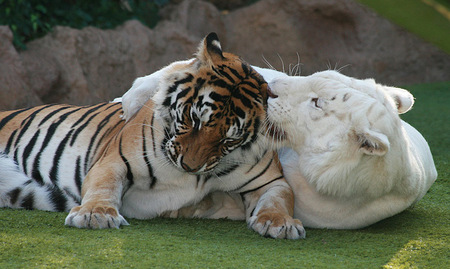 Best Friends - nice, animals, tierfotography, tigers, white, bengala, green, cute, grass, wildlife, cat, adorable, white tiger, lovely, nature, playful, cats, friendship, friends, sweet, tiger, siberian