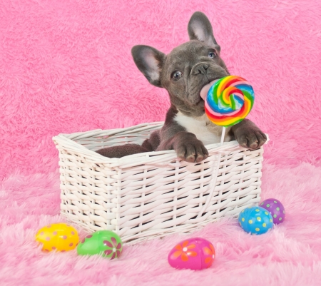 :P - dog, pink, sweet, easter, basket, black, lollipop, cute, caine, egg, card, candy