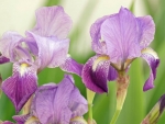 Iris