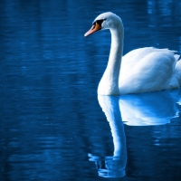 Swan of the blue lake