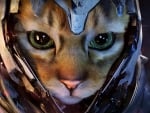 Warrior cat