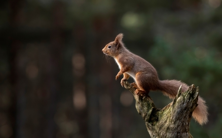 Squirrel - animal, nature, squirrel, tree