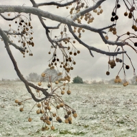 frosty field