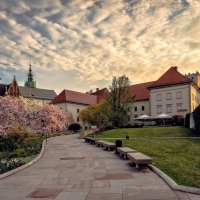 Magnolia Morning in Krakow