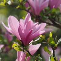 Magnolia