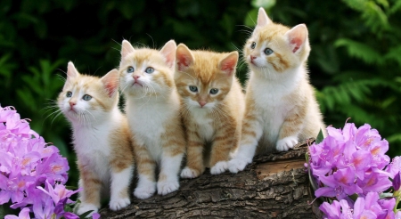 Kittens