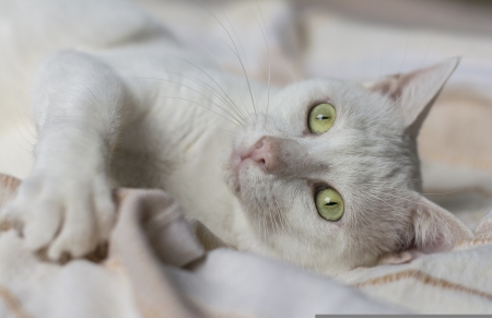Cat - animal, white, pisici, cute, cat, pet, paw, green eyes