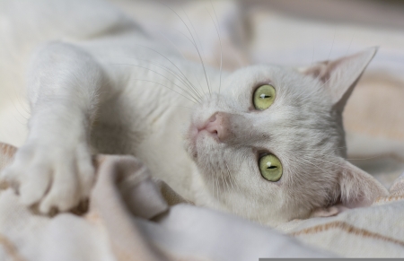 Cat - pet, white, animal, paw, cute, pisici, green eyes, cat