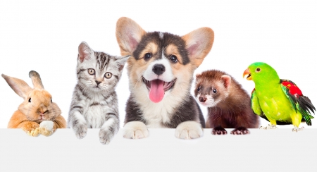 :) - kitten, dog, animal, bird, cat, bunny, pisici, pasari, paw, papagal, parrot, caine, rabbit