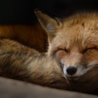 Sleeping fox