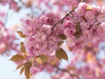 Pink Blossoms