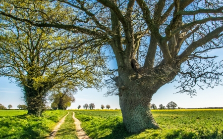 Norfolk Landscape - england, field, path, spring, trees