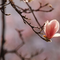 Magnolia blossoms