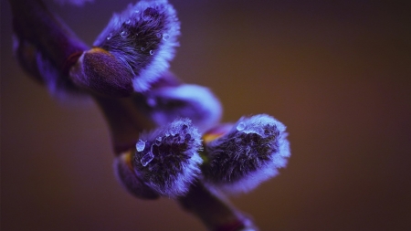 Catkins - nature, photography, macro, drops, plants, wallpaper