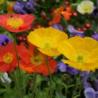 Poppy Garden