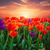Field of Tulips