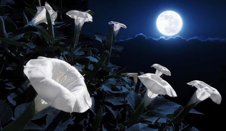 Moon Kissed Flowers