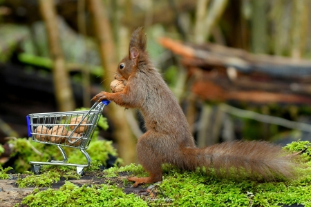 :D - animal, funny, nuts, shopping, squirrel, veverita
