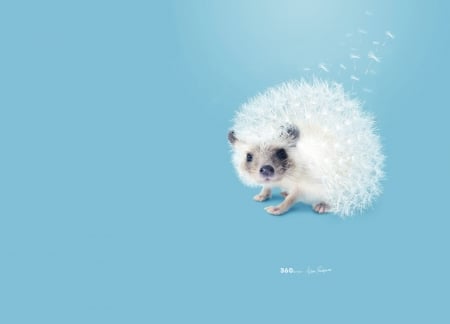 Prickly like dandelion - blue, dandelion, creative, artem pozdnyakov, fantasy, white, animal, funny, arici, cute