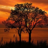 Sunset Tree