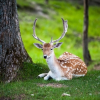 Resting Deer