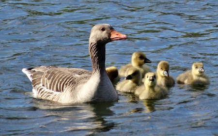 Goose Family - goose, water, goslings, family