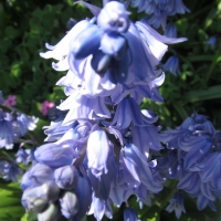 Sunny Bluebells