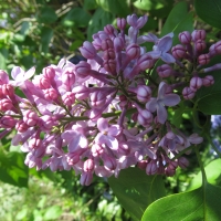 Spring Lilacs