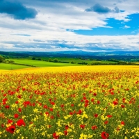 Spring poppy field