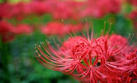 Spider lily - summer, red, green, flower, paianjen, vara, spider lily, crin