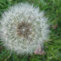 Dandelion Head