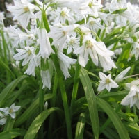 White Bluebells