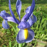 Iris Bloom