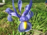 Iris Bloom