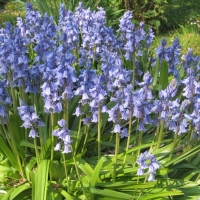 Bluebell Cluster