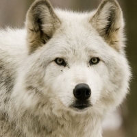 White wolf portrait